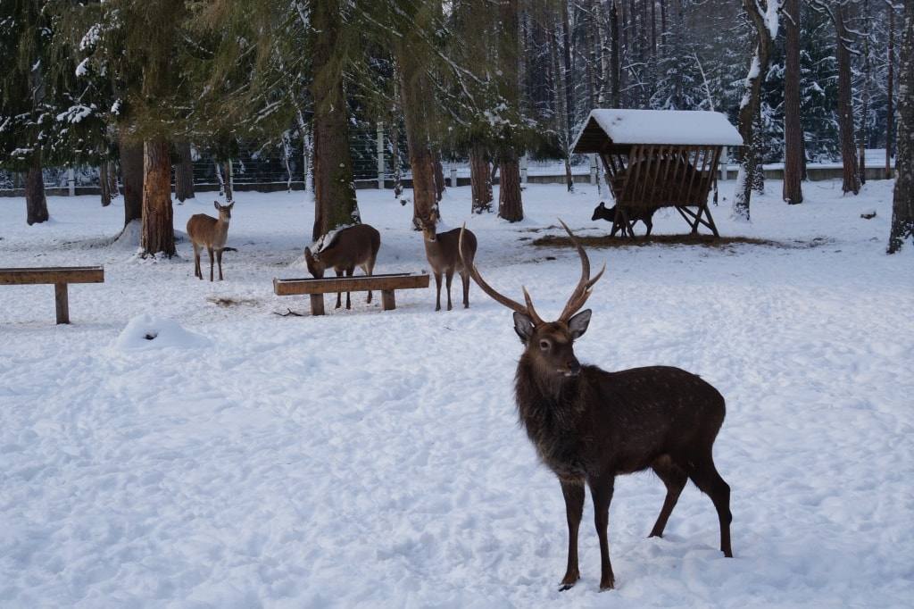 королевский олень