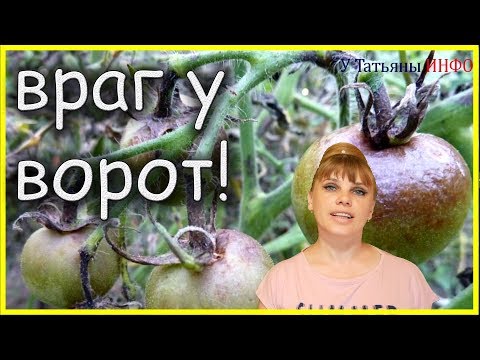 Враг номер один!!! Популярный способ борьбы с фитофторой!