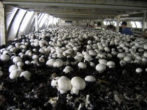 Промышленное выращивание грибов с использованием готового мицелия